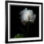 Peony in Heavenly White-Magda Indigo-Framed Photographic Print