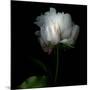 Peony in Heavenly White-Magda Indigo-Mounted Photographic Print