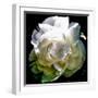 Peony In Morning Sun-Michelle Calkins-Framed Photo