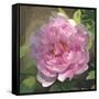 Peony in Pink I-Megan Meagher-Framed Stretched Canvas