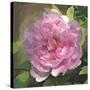 Peony in Pink I-Megan Meagher-Stretched Canvas