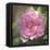 Peony in Pink I-Megan Meagher-Framed Stretched Canvas