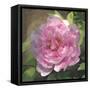 Peony in Pink I-Megan Meagher-Framed Stretched Canvas