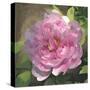 Peony in Pink I-Megan Meagher-Stretched Canvas