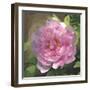 Peony in Pink I-Megan Meagher-Framed Art Print