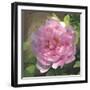 Peony in Pink I-Megan Meagher-Framed Art Print