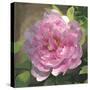 Peony in Pink I-Megan Meagher-Stretched Canvas