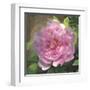 Peony in Pink I-Megan Meagher-Framed Art Print