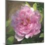 Peony in Pink I-Megan Meagher-Mounted Art Print