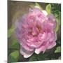Peony in Pink I-Megan Meagher-Mounted Art Print