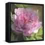 Peony in Pink II-Megan Meagher-Framed Stretched Canvas