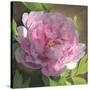 Peony in Pink II-Megan Meagher-Stretched Canvas