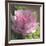 Peony in Pink II-Megan Meagher-Framed Art Print