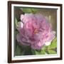 Peony in Pink II-Megan Meagher-Framed Art Print