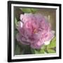 Peony in Pink II-Megan Meagher-Framed Art Print