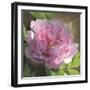 Peony in Pink II-Megan Meagher-Framed Art Print