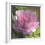 Peony in Pink II-Megan Meagher-Framed Art Print