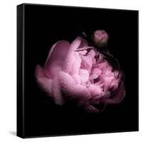 Peony In The Dark-Philippe Sainte-Laudy-Framed Stretched Canvas