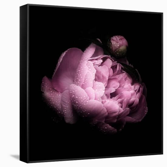 Peony In The Dark-Philippe Sainte-Laudy-Framed Stretched Canvas