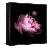 Peony In The Dark-Philippe Sainte-Laudy-Framed Stretched Canvas