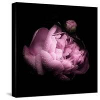 Peony In The Dark-Philippe Sainte-Laudy-Stretched Canvas