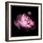 Peony In The Dark-Philippe Sainte-Laudy-Framed Photographic Print