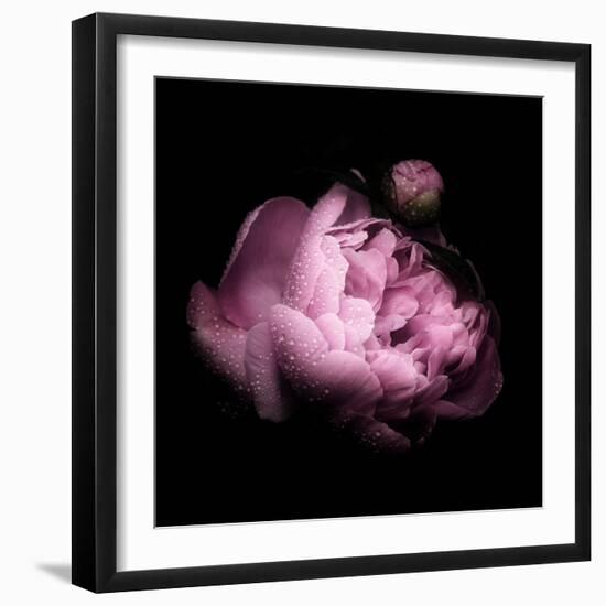 Peony In The Dark-Philippe Sainte-Laudy-Framed Photographic Print