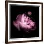 Peony In The Dark-Philippe Sainte-Laudy-Framed Photographic Print