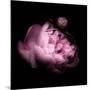 Peony In The Dark-Philippe Sainte-Laudy-Mounted Photographic Print