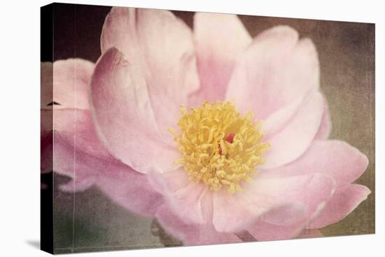 Peony in the Park-Dawn LeBlanc-Stretched Canvas