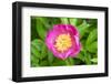 Peony Janice, Usa-Lisa S. Engelbrecht-Framed Photographic Print