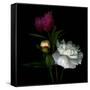 Peony Mix-Magda Indigo-Framed Stretched Canvas