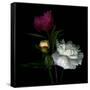 Peony Mix-Magda Indigo-Framed Stretched Canvas