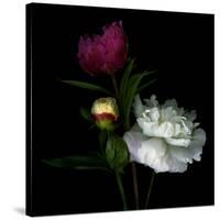 Peony Mix-Magda Indigo-Stretched Canvas