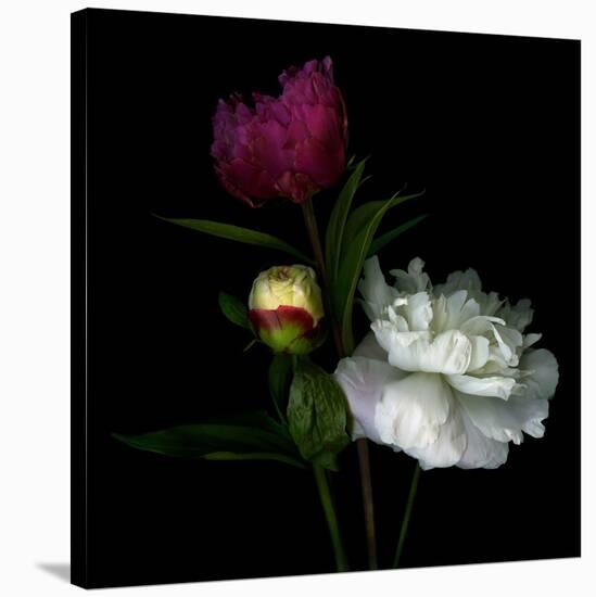 Peony Mix-Magda Indigo-Stretched Canvas