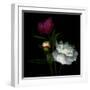 Peony Mix-Magda Indigo-Framed Premium Photographic Print