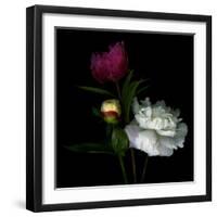 Peony Mix-Magda Indigo-Framed Photographic Print