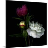 Peony Mix-Magda Indigo-Mounted Photographic Print