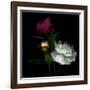 Peony Mix-Magda Indigo-Framed Photographic Print