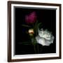 Peony Mix-Magda Indigo-Framed Photographic Print