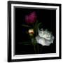 Peony Mix-Magda Indigo-Framed Photographic Print