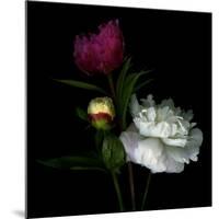 Peony Mix-Magda Indigo-Mounted Photographic Print