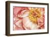 Peony One-Diane Poinski-Framed Giclee Print