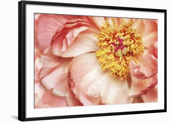 Peony One-Diane Poinski-Framed Giclee Print