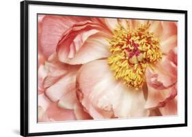 Peony One-Diane Poinski-Framed Giclee Print