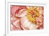 Peony One-Diane Poinski-Framed Giclee Print