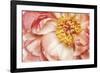 Peony One-Diane Poinski-Framed Giclee Print