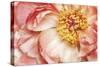 Peony One-Diane Poinski-Stretched Canvas