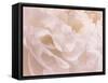 Peony Peaches and Cream III-David Pollard-Framed Stretched Canvas