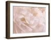 Peony Peaches and Cream III-David Pollard-Framed Art Print